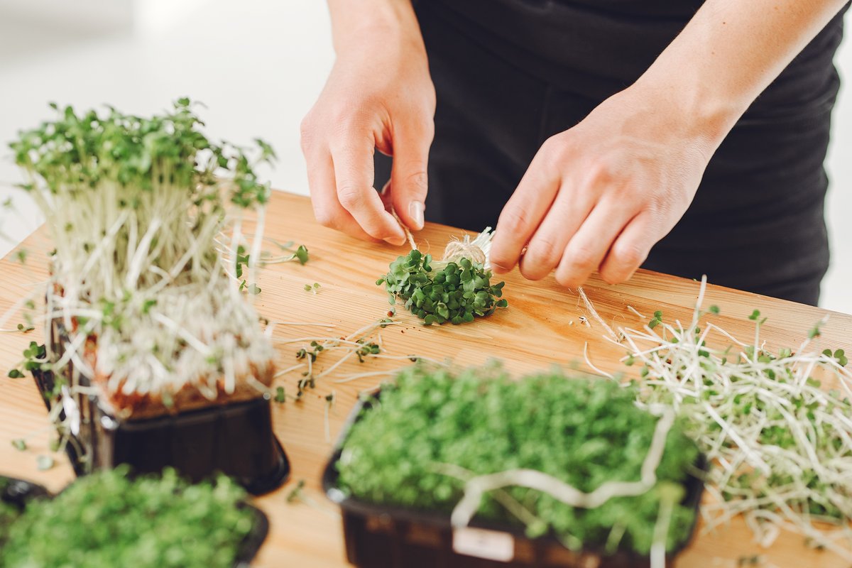 Microgreens Farming: A Profitable Urban Agriculture Opportunity