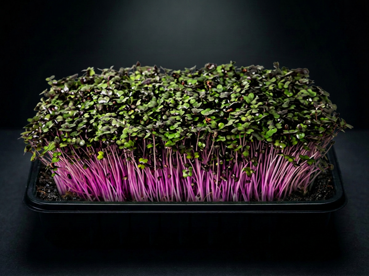 Red Cabbage