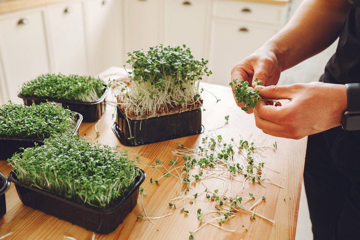 Top 7 Health Benefits of Microgreens You Should Know