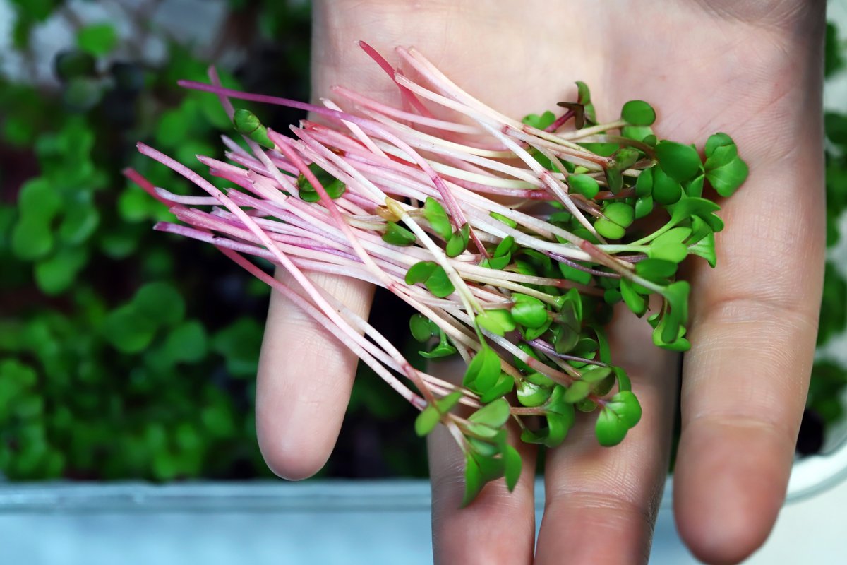 How to Grow Microgreens at Home: A Beginner’s Guide